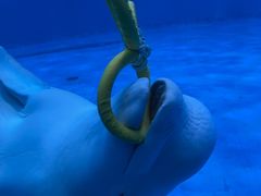-海合安青岛极地海洋公园