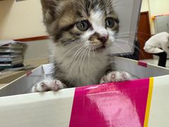 -艾贝尔宠物医院 ·内科全科(梁溪路店)