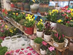 -双季花艺园艺市场(浦东店)