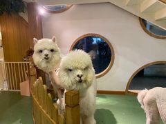 -藦茜花园宠物主题亲子互动体验馆(国顺东路店)