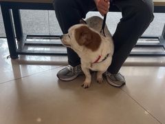 -艾贝尔宠物医院 ·中兽医·宠保定点(北门桥店)