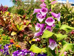 -深圳国际园林花卉博览园