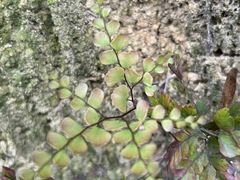 -火炉山森林公园