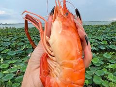 -七的湖·晚芳亭·阳澄湖农家菜·大闸蟹(莲花岛店)