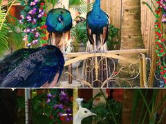 -西双版纳傣族园