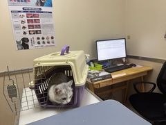 -爱妮康宠物医院·干细胞免疫细胞·肿瘤·心脏(张江店)