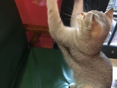 -猫色咖啡·猫咖