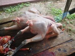 -绵阳盛世樱花悠乐谷