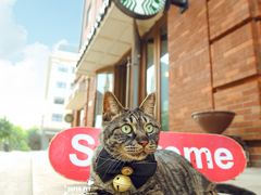 -超宠爱宠物摄影-Super pet