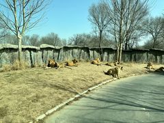 -北京野生动物园