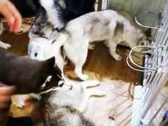 -Husky Go! 哈士奇体验馆·宠物咖啡厅狗咖