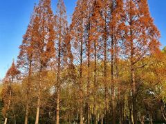 -昆山城市生态森林公园