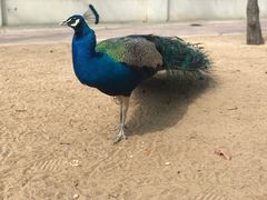 -秦皇岛野生动物园