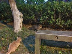 -青枫公园