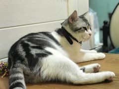 -李小姐の猫咖啡馆(五角场店)