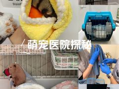 -立德异宠动物医院.兔鸟爬.内窥镜(天河店)