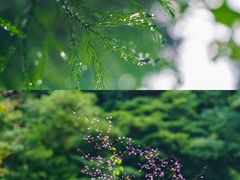 -西岭雪山大飞水景区