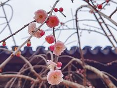 -西园戒幢律寺