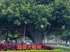 -集美学村