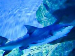 -石家庄极地海洋世界