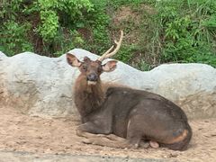 -清迈夜间动物园