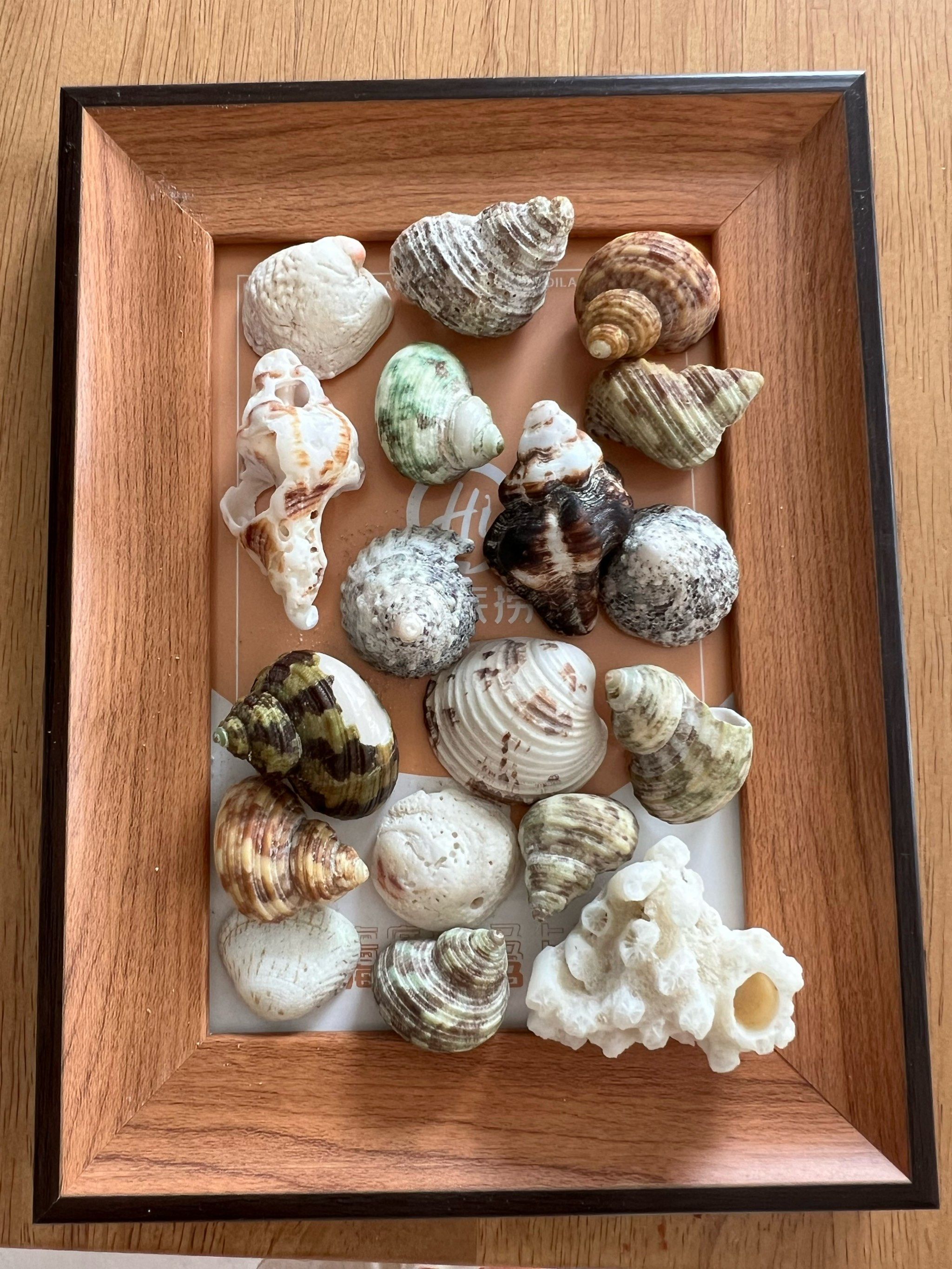 赶海的快乐 收获一堆小贝壳 做成相框