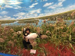 -盐城丹顶鹤湿地生态旅游区