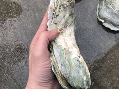 -蚝专家(北滘店)
