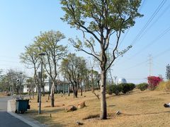 -王借岗森林公园