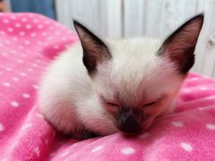 -欣宠猫屋·矮脚拿破仑·蓝金金渐层