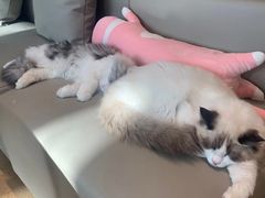-猫腻·猫咖·撸猫馆(星光大道店)