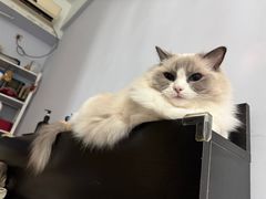 -纳吉亚猫专科动物医院·北北分院