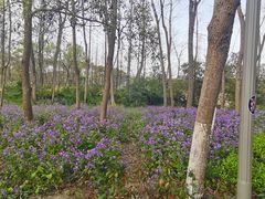 -昆山城市生态森林公园