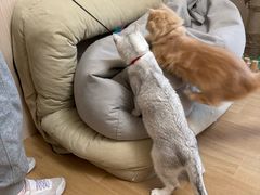 -唐小姐の私宠·宠物洗护美容·撸猫馆·购宠(周浦万达旗舰店)