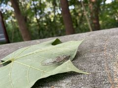 -上海佘山国家森林公园天马山园