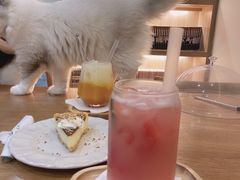 -滚猫咖啡·猫咖·猫友好撸猫(未来城店)