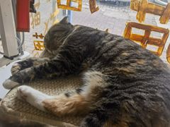 -平行世界·猫咖(首经贸店)