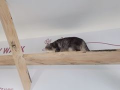 -喵园·猫主题咖啡厅·撸猫·猫咖(国贸店)