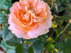 -老陈婆手工面庄