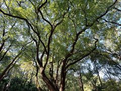 -徐家汇源景区-衡山公园