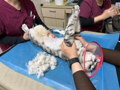 -美联众合动物医院·24h转诊中心