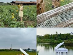 -杭州湾海上花田景区