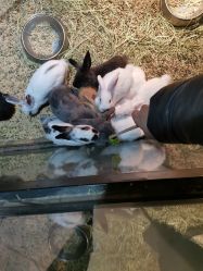 点击看大图 -酷嗒动物文化乐园(cutezoo西溪乐天城店)