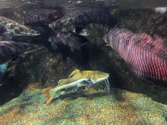 -太平洋海底世界