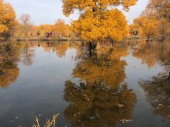 -金塔沙漠胡杨林景区