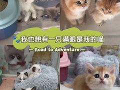 -糯米喵星人总部直营旗舰店·猫舍·幼猫出售