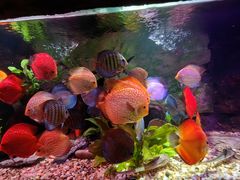 -上海海洋水族馆