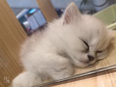 -屋虎猫馆(宝安大仟里店)