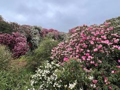 -贵州百里杜鹃风景名胜区