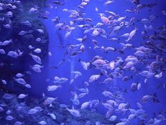 景点-成都浩海立方海洋公园